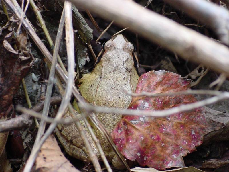 북방산개구리 Rana dybowskii (Dybowski' s Brown Frog); DISPLAY FULL IMAGE.