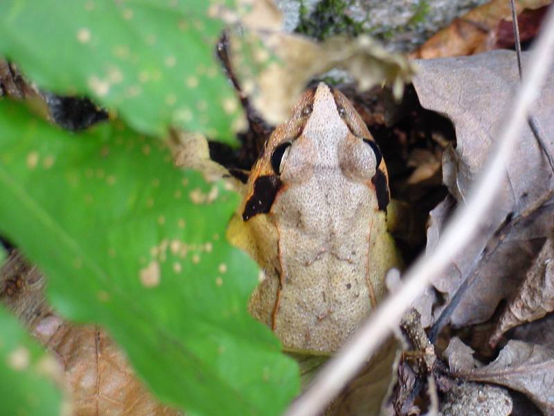 북방산개구리 Rana dybowskii (Dybowski' s Brown Frog); DISPLAY FULL IMAGE.