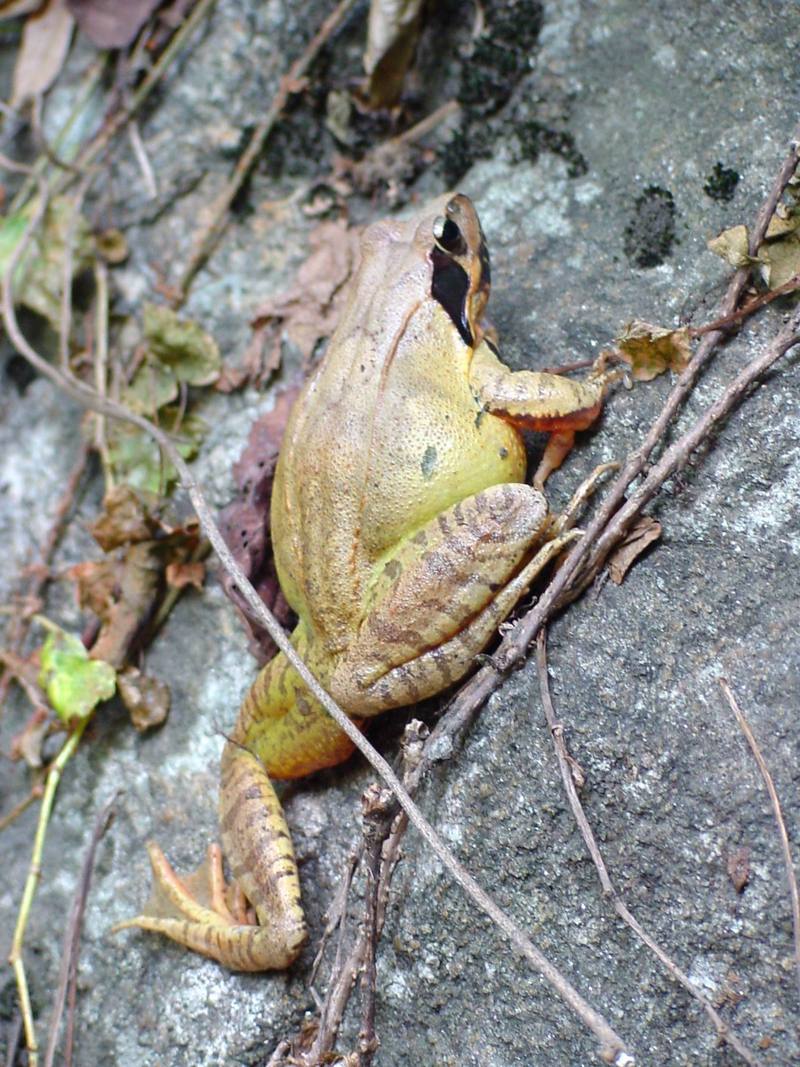 북방산개구리 Rana dybowskii (Dybowski' s Brown Frog); DISPLAY FULL IMAGE.