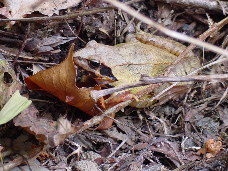 북방산개구리 Rana dybowskii (Dybowski' s Brown Frog); DISPLAY FULL IMAGE.