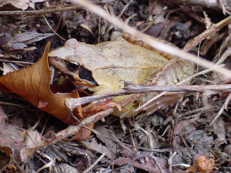 북방산개구리 Rana dybowskii (Dybowski' s Brown Frog); DISPLAY FULL IMAGE.