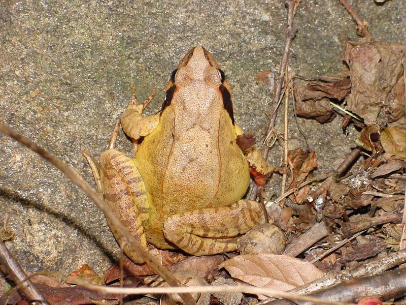 북방산개구리 Rana dybowskii (Dybowski' s Brown Frog); DISPLAY FULL IMAGE.