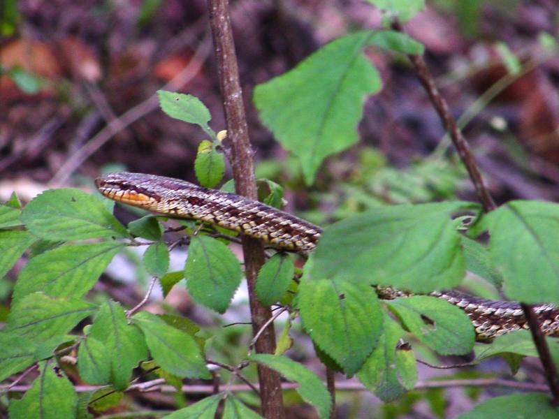 무자치 Elaphe rufodorsata (Red-backed Ratsnake); DISPLAY FULL IMAGE.