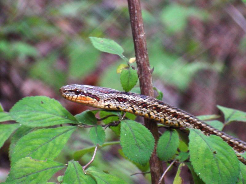 무자치 Elaphe rufodorsata (Red-backed Ratsnake); DISPLAY FULL IMAGE.