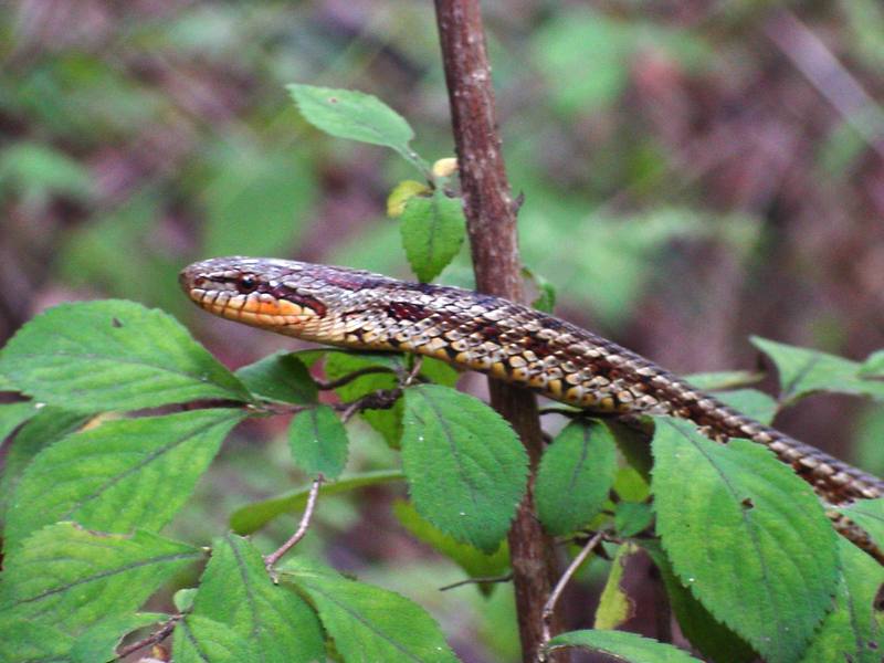 무자치 Elaphe rufodorsata (Red-backed Ratsnake); DISPLAY FULL IMAGE.