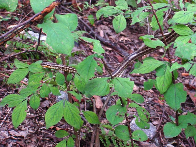 무자치 Elaphe rufodorsata (Red-backed Ratsnake); DISPLAY FULL IMAGE.