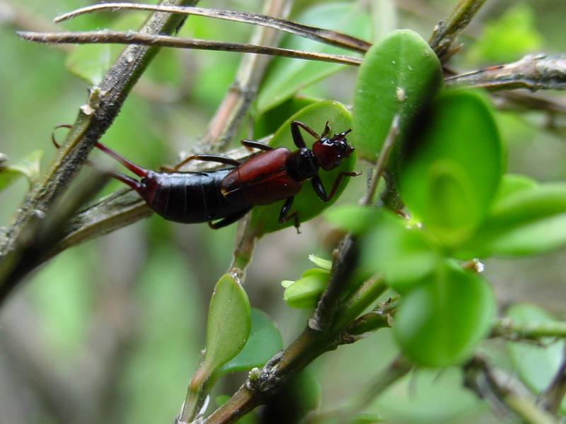 고마로브집게벌레 Timomenus komarovi (Komarov's Earwig); DISPLAY FULL IMAGE.