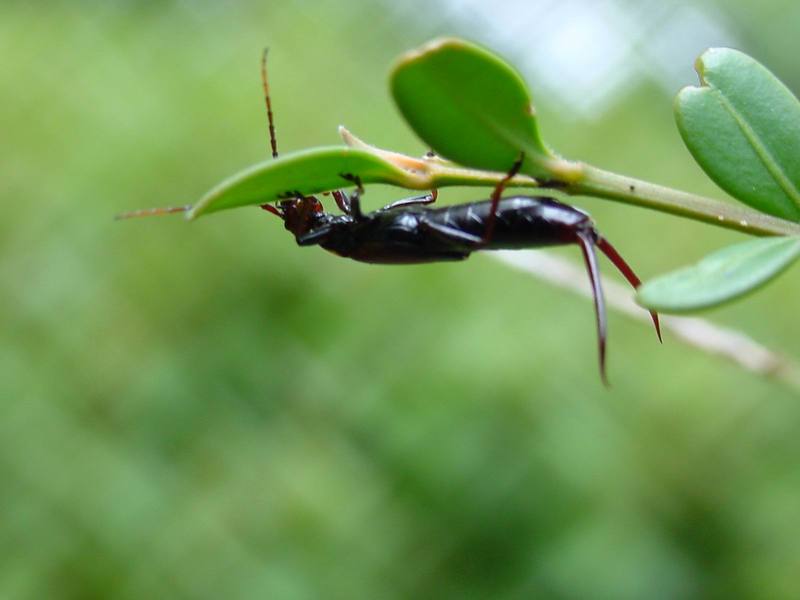 고마로브집게벌레 Timomenus komarovi (Komarov's Earwig); DISPLAY FULL IMAGE.