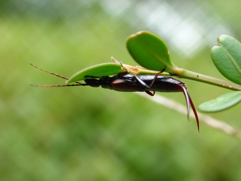 고마로브집게벌레 Timomenus komarovi (Komarov's Earwig); DISPLAY FULL IMAGE.