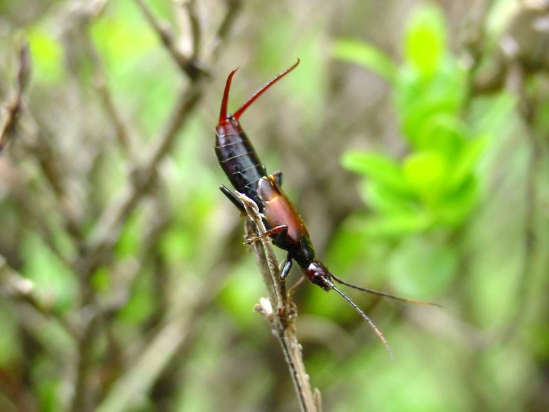 고마로브집게벌레 Timomenus komarovi (Komarov's Earwig); DISPLAY FULL IMAGE.