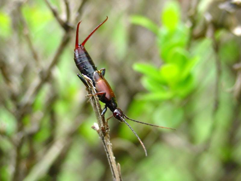 고마로브집게벌레 Timomenus komarovi (Komarov's Earwig); DISPLAY FULL IMAGE.