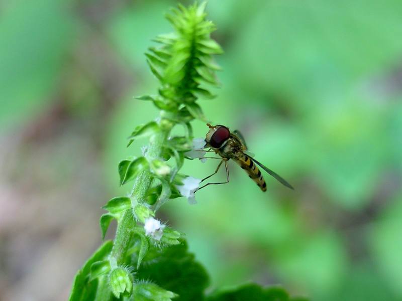 꽃등에 한마리 -- 호리꽃등에 Episyrphus balteatus (Marmelade hoverfly); DISPLAY FULL IMAGE.
