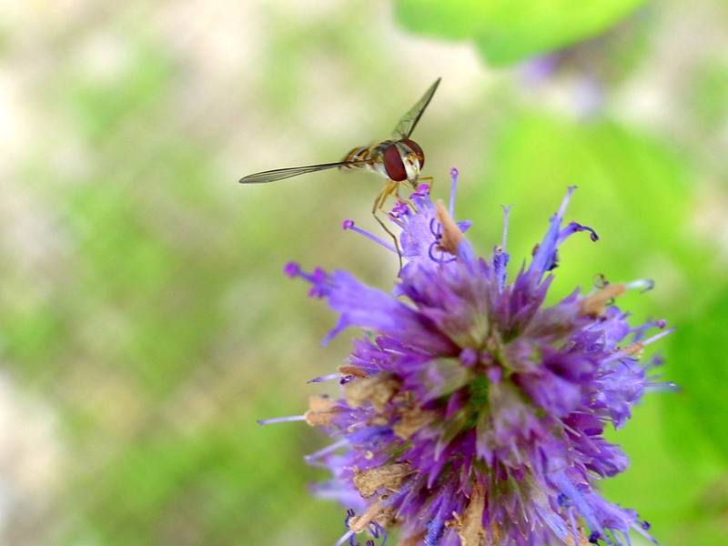 꽃등에 한마리 -- 호리꽃등에 Episyrphus balteatus (Marmelade hoverfly); DISPLAY FULL IMAGE.