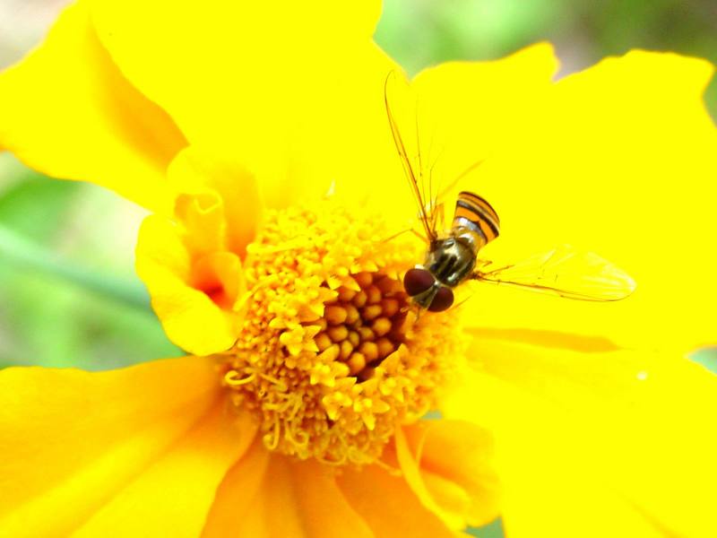 꽃등에 한마리 -- 호리꽃등에 Episyrphus balteatus (Marmelade hoverfly); DISPLAY FULL IMAGE.