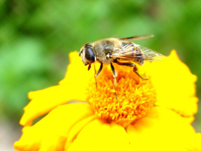 대형 꽃등에 한마리 -- 배짧은꽃등에 Eristalis cerealis (Hoverfly); DISPLAY FULL IMAGE.