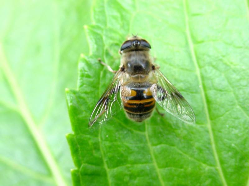 대형 꽃등에 한마리 -- 배짧은꽃등에 Eristalis cerealis (Hoverfly); DISPLAY FULL IMAGE.