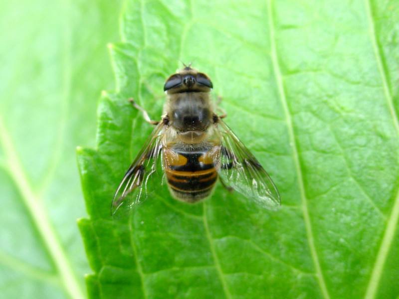 대형 꽃등에 한마리 -- 배짧은꽃등에 Eristalis cerealis (Hoverfly); DISPLAY FULL IMAGE.