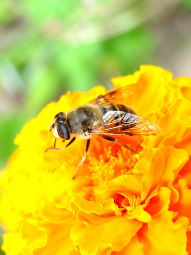 대형 꽃등에 한마리 -- 배짧은꽃등에 Eristalis cerealis (Hoverfly); DISPLAY FULL IMAGE.