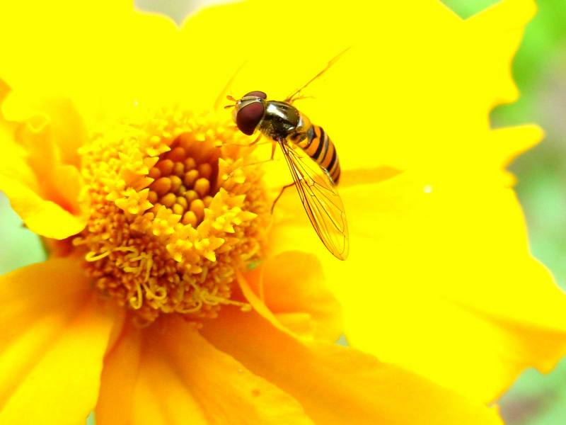 꽃등에 한마리 -- 호리꽃등에 Episyrphus balteatus (Marmelade hoverfly); DISPLAY FULL IMAGE.