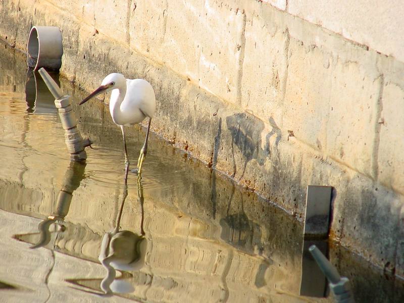 쇠백로 Egretta garzetta garzetta (Little Egret); DISPLAY FULL IMAGE.