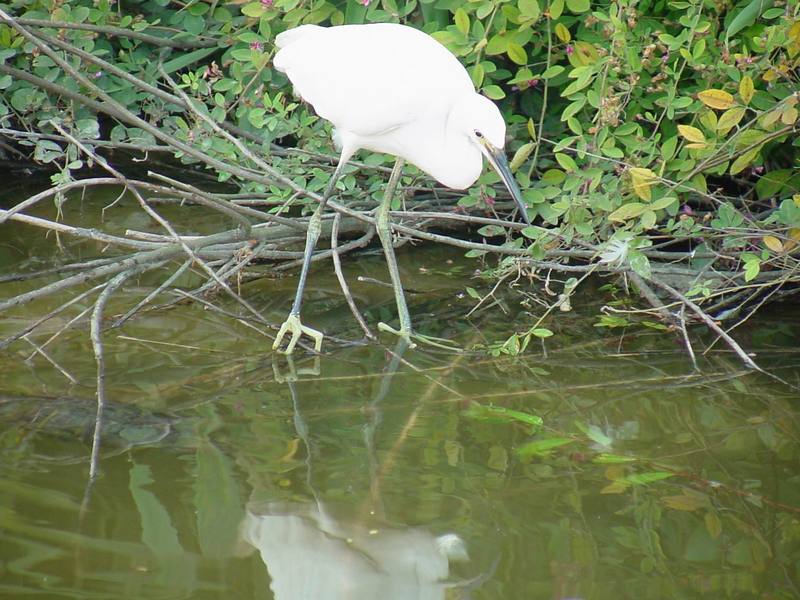 쇠백로 Egretta garzetta garzetta (Little Egret); DISPLAY FULL IMAGE.