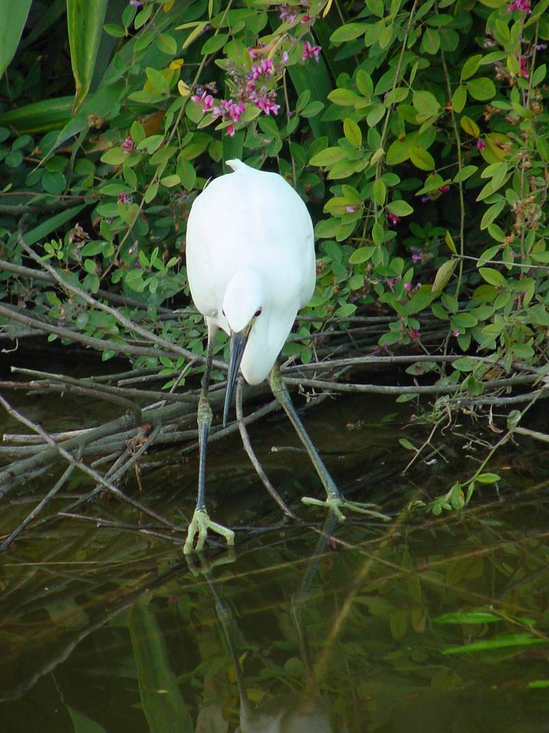 쇠백로 Egretta garzetta garzetta (Little Egret); DISPLAY FULL IMAGE.