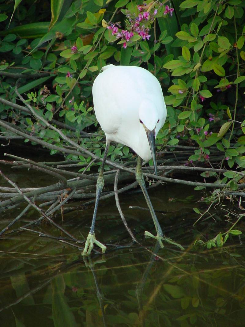 쇠백로 Egretta garzetta garzetta (Little Egret); DISPLAY FULL IMAGE.