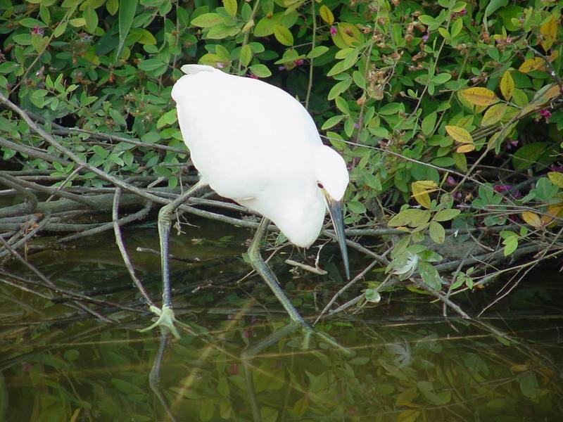 쇠백로 Egretta garzetta garzetta (Little Egret); DISPLAY FULL IMAGE.