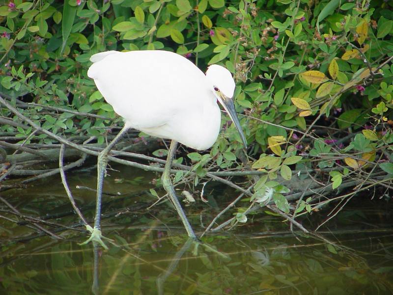 쇠백로 Egretta garzetta garzetta (Little Egret); DISPLAY FULL IMAGE.