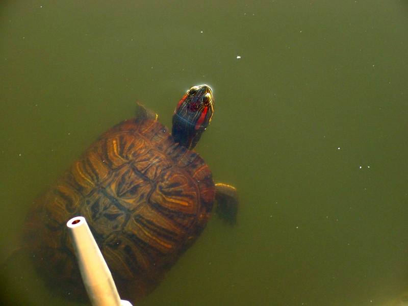 청거북 Trachemys scripta elegans (Red-eared Pond Slider Turtle); DISPLAY FULL IMAGE.