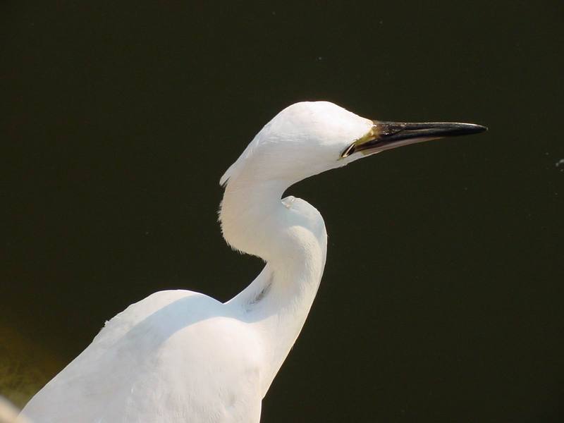 쇠백로 Egretta garzetta garzetta (Little Egret); DISPLAY FULL IMAGE.