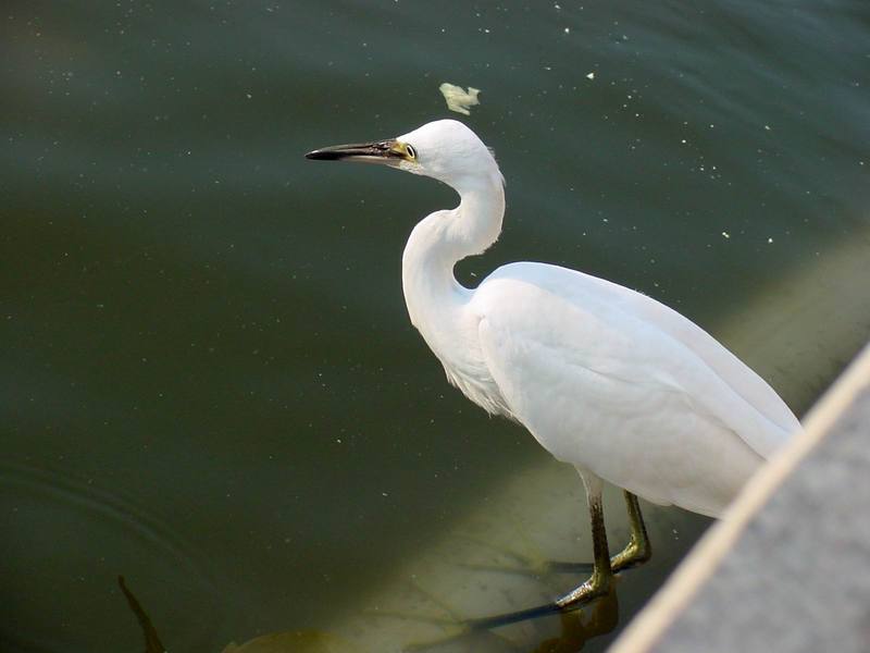 쇠백로 Egretta garzetta garzetta (Little Egret); DISPLAY FULL IMAGE.