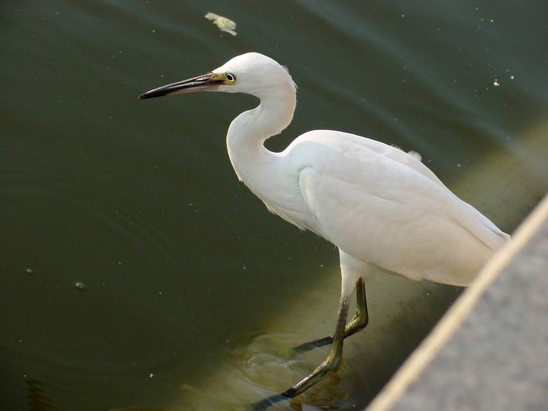 쇠백로 Egretta garzetta garzetta (Little Egret); DISPLAY FULL IMAGE.