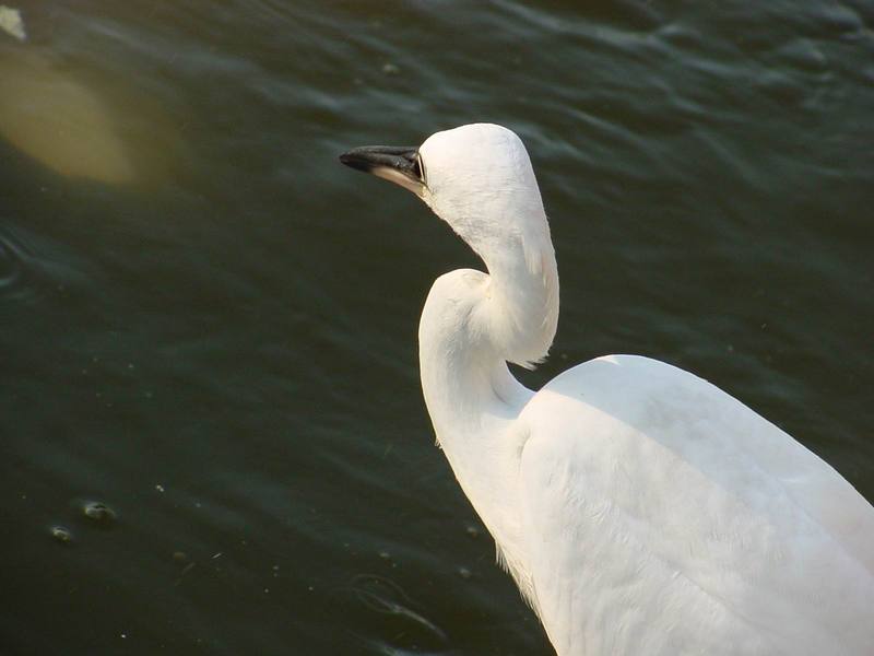 쇠백로 Egretta garzetta garzetta (Little Egret); DISPLAY FULL IMAGE.