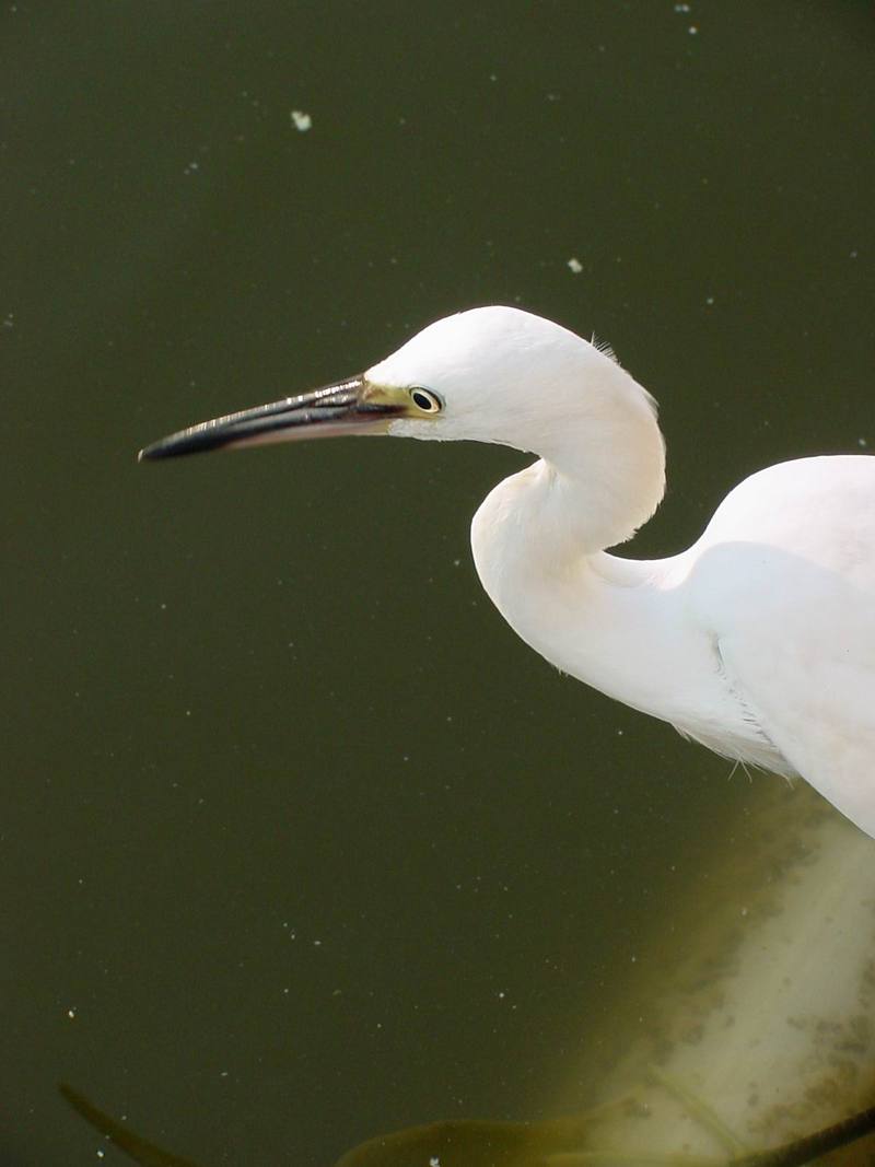 쇠백로 Egretta garzetta garzetta (Little Egret); DISPLAY FULL IMAGE.