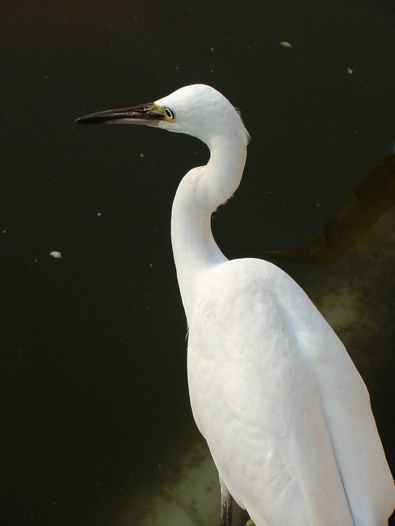 쇠백로 Egretta garzetta garzetta (Little Egret); DISPLAY FULL IMAGE.