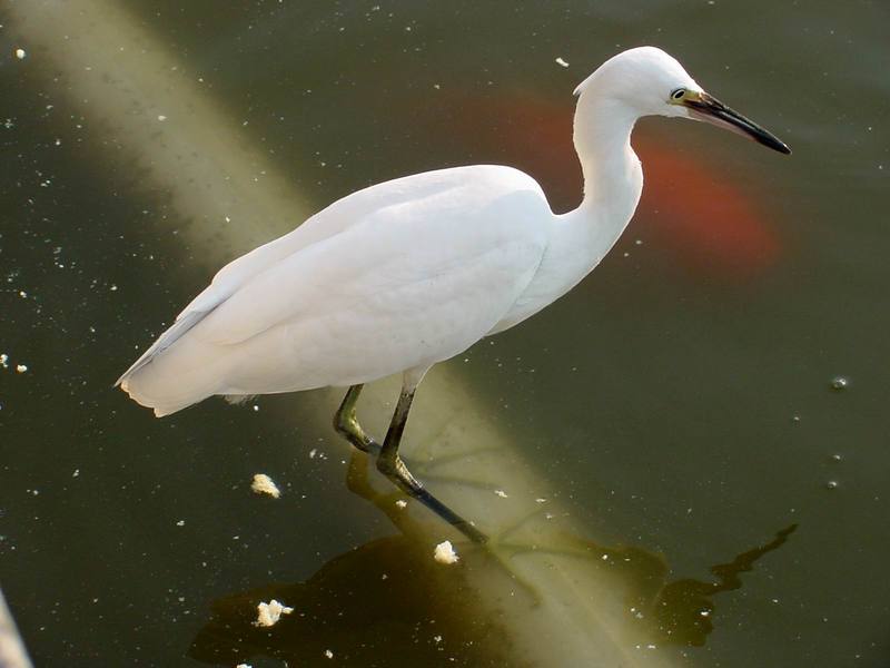 쇠백로 Egretta garzetta garzetta (Little Egret); DISPLAY FULL IMAGE.