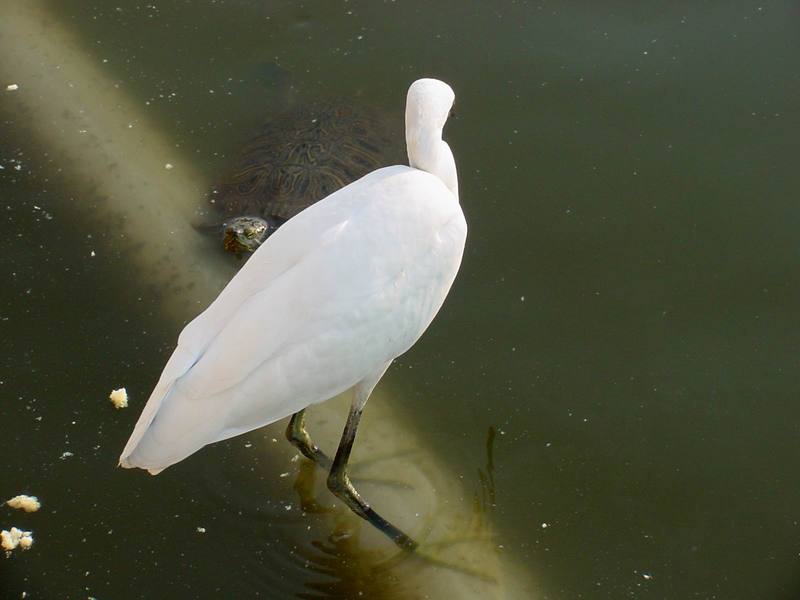 청거북과 쇠백로 Egretta garzetta garzetta (Little Egret); DISPLAY FULL IMAGE.