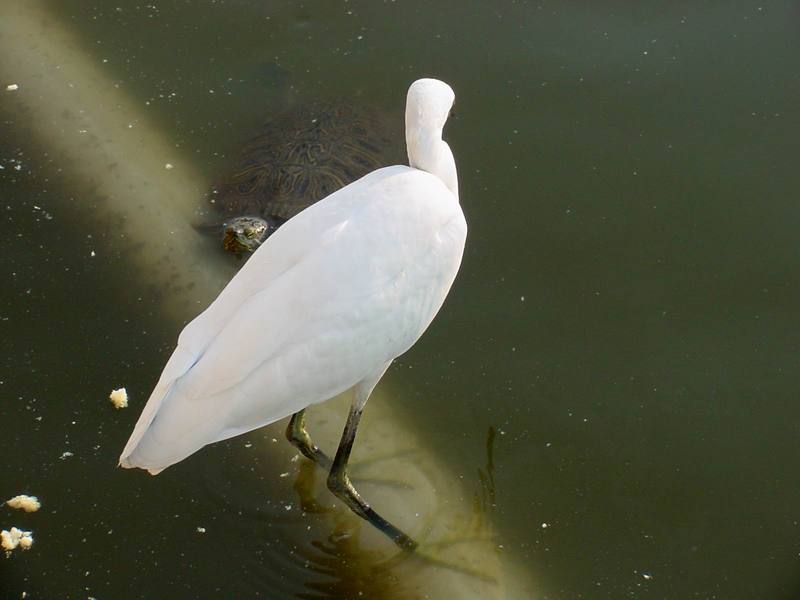 청거북과 쇠백로 Egretta garzetta garzetta (Little Egret); DISPLAY FULL IMAGE.