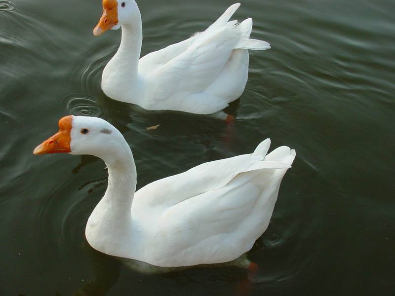 중국거위 Anser cygnoides (Swan Goose); DISPLAY FULL IMAGE.