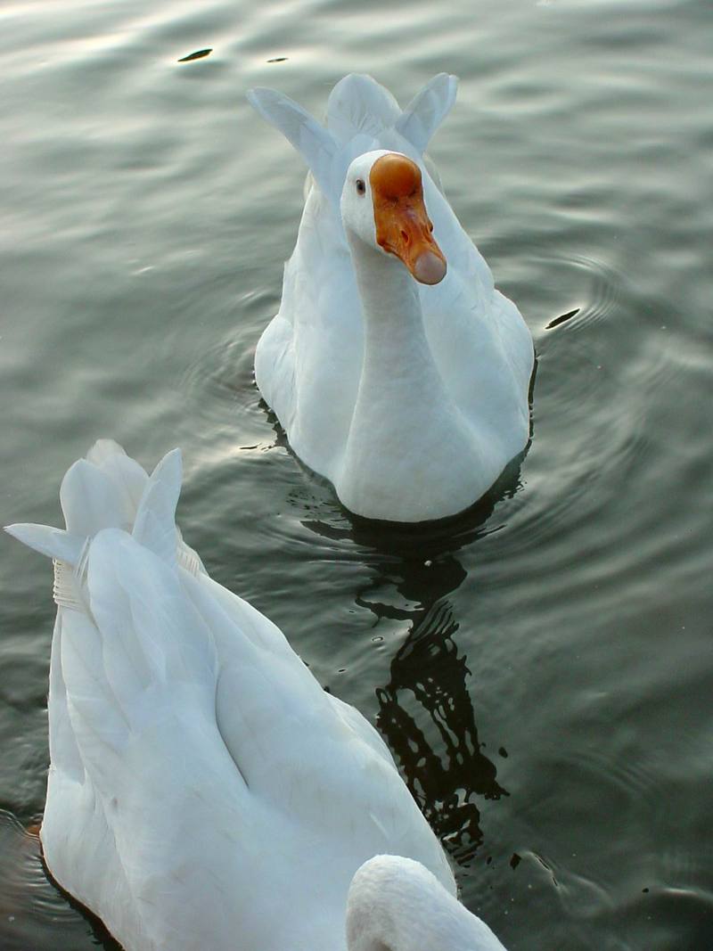 중국거위 Anser cygnoides (Swan Goose); DISPLAY FULL IMAGE.