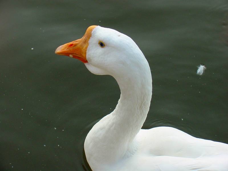 중국거위 Anser cygnoides (Swan Goose); DISPLAY FULL IMAGE.