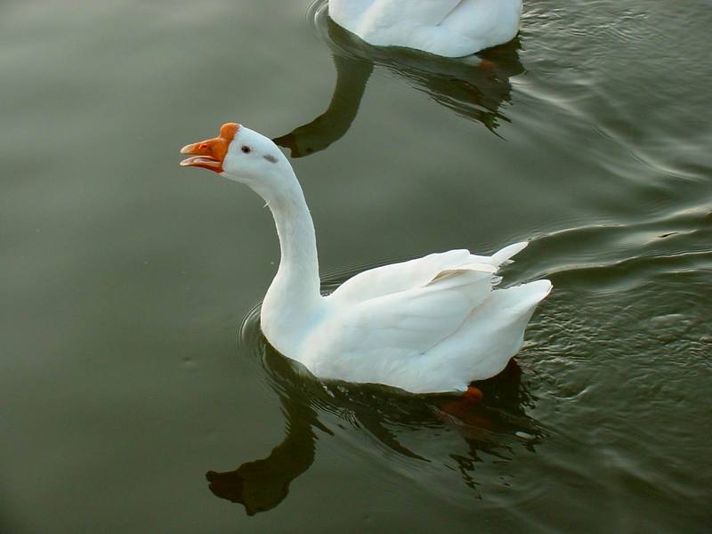 중국거위 Anser cygnoides (Swan Goose); DISPLAY FULL IMAGE.