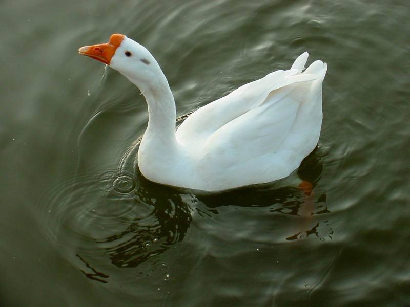 중국거위 Anser cygnoides (Swan Goose); DISPLAY FULL IMAGE.