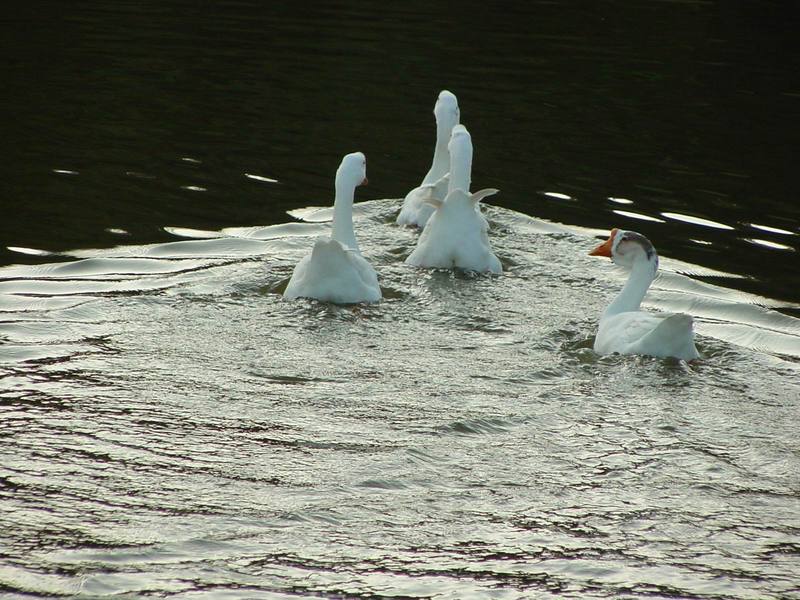 중국거위 Anser cygnoides (Swan Geese); DISPLAY FULL IMAGE.