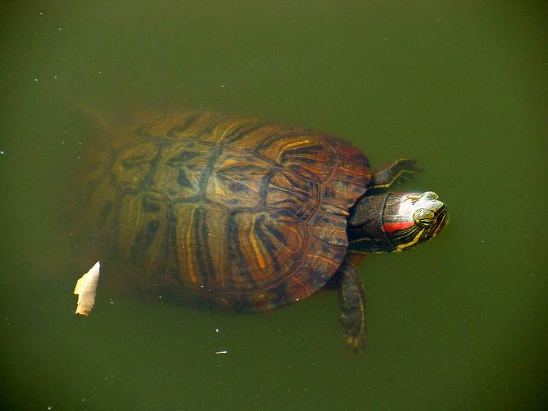 청거북 Trachemys scripta elegans (Red-eared Pond Slider Turtle); DISPLAY FULL IMAGE.