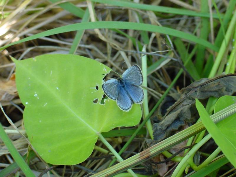 남방부전나비 Pseudozizeeria maha (Pale Grass Blue Butterfly); DISPLAY FULL IMAGE.