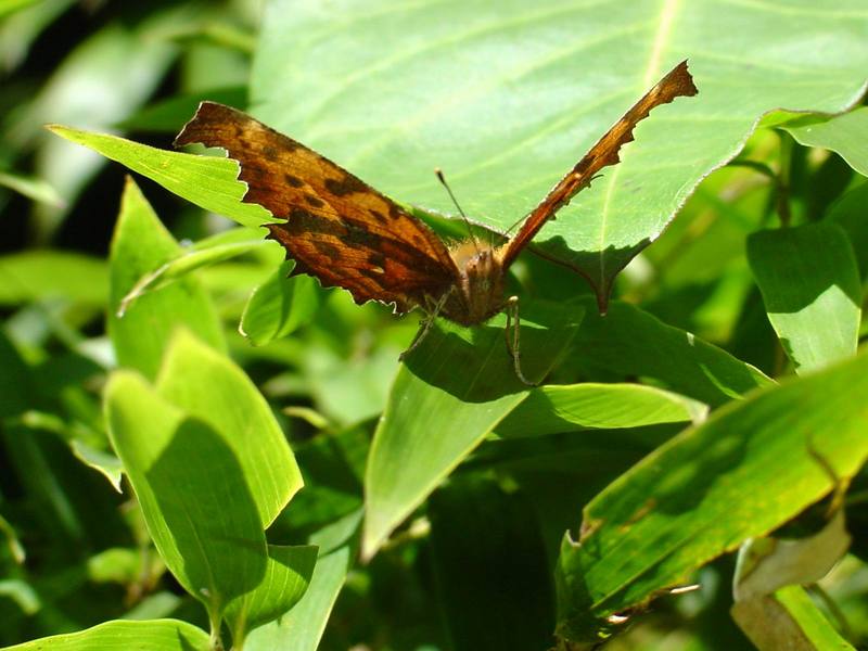 네발나비 가을형 - Polygonia c-aureum (Asian Comma Butterfly); DISPLAY FULL IMAGE.