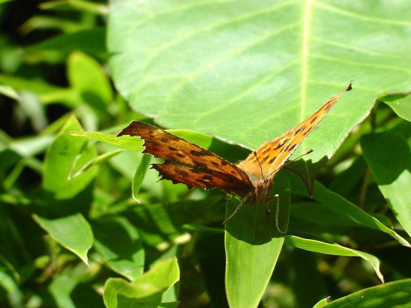 네발나비 가을형 - Polygonia c-aureum (Asian Comma Butterfly); DISPLAY FULL IMAGE.