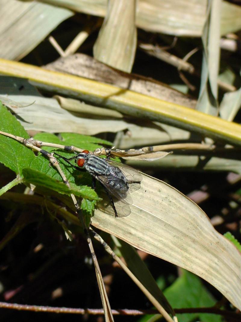 쉬파리 종류 -- 검정볼기쉬파리 Helicophagella melanura (flesh fly); DISPLAY FULL IMAGE.